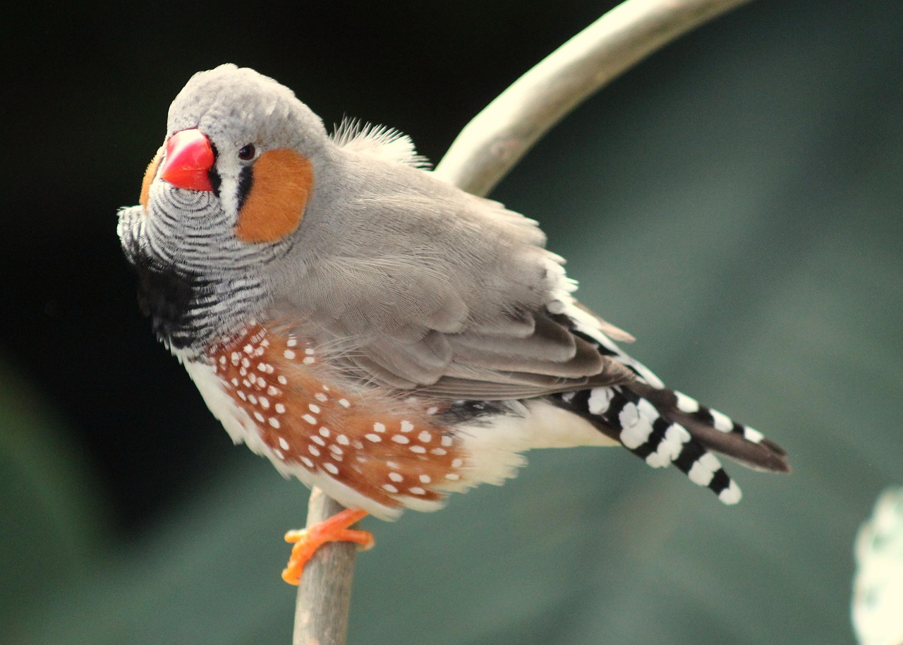 Zebra Finch (Image Credits: Pixabay)