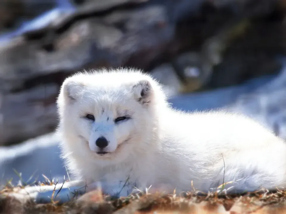 Extreme Environments: Cold, Dark, and Timeless (Image Credits: Stocksnap)