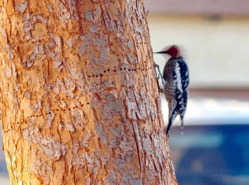 When Woodpecker Activity Is A Red Flag For Your Yard (Image Credits: Pexels)