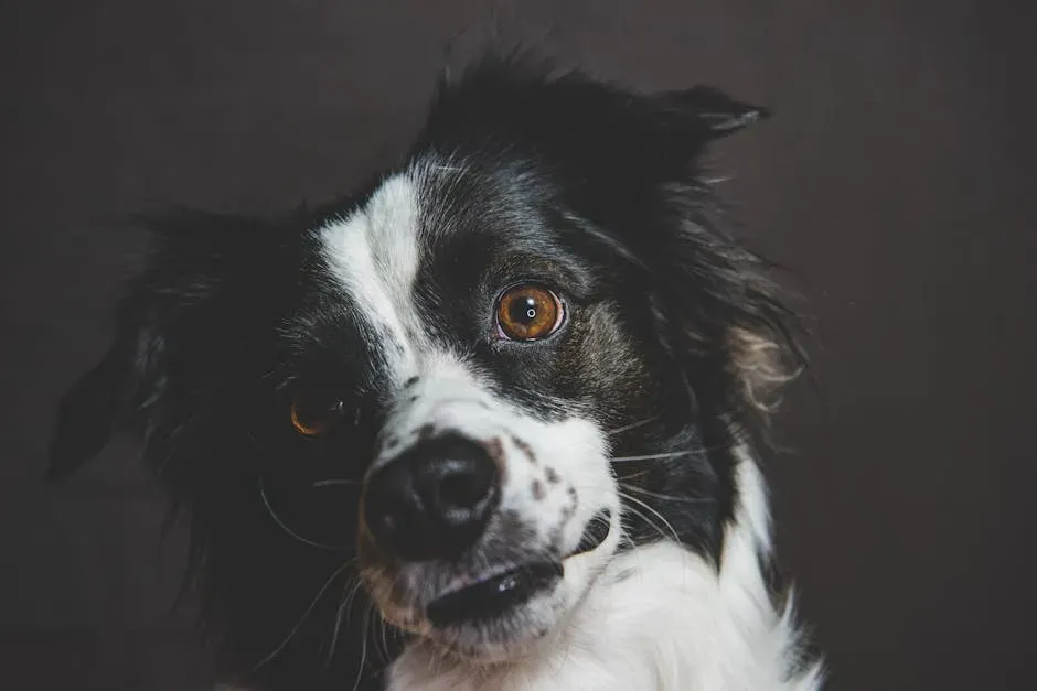 The Real Emotional Reason: Your Dog Is Reaching Toward You (Image Credits: Pexels)