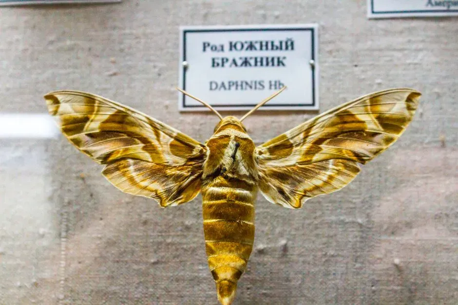 #12 Tortricid Moth Types with Switched Data (Image Credits: Pexels)
