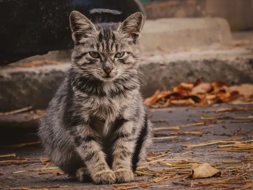 Conclusion: When a Stray Cat Becomes Part of Your Story (Image Credits: Pexels)