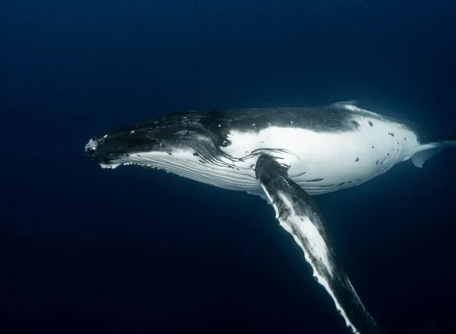 Could Silence Be A Strategy In A Noisy, Dangerous Ocean? (Image Credits: Pexels)