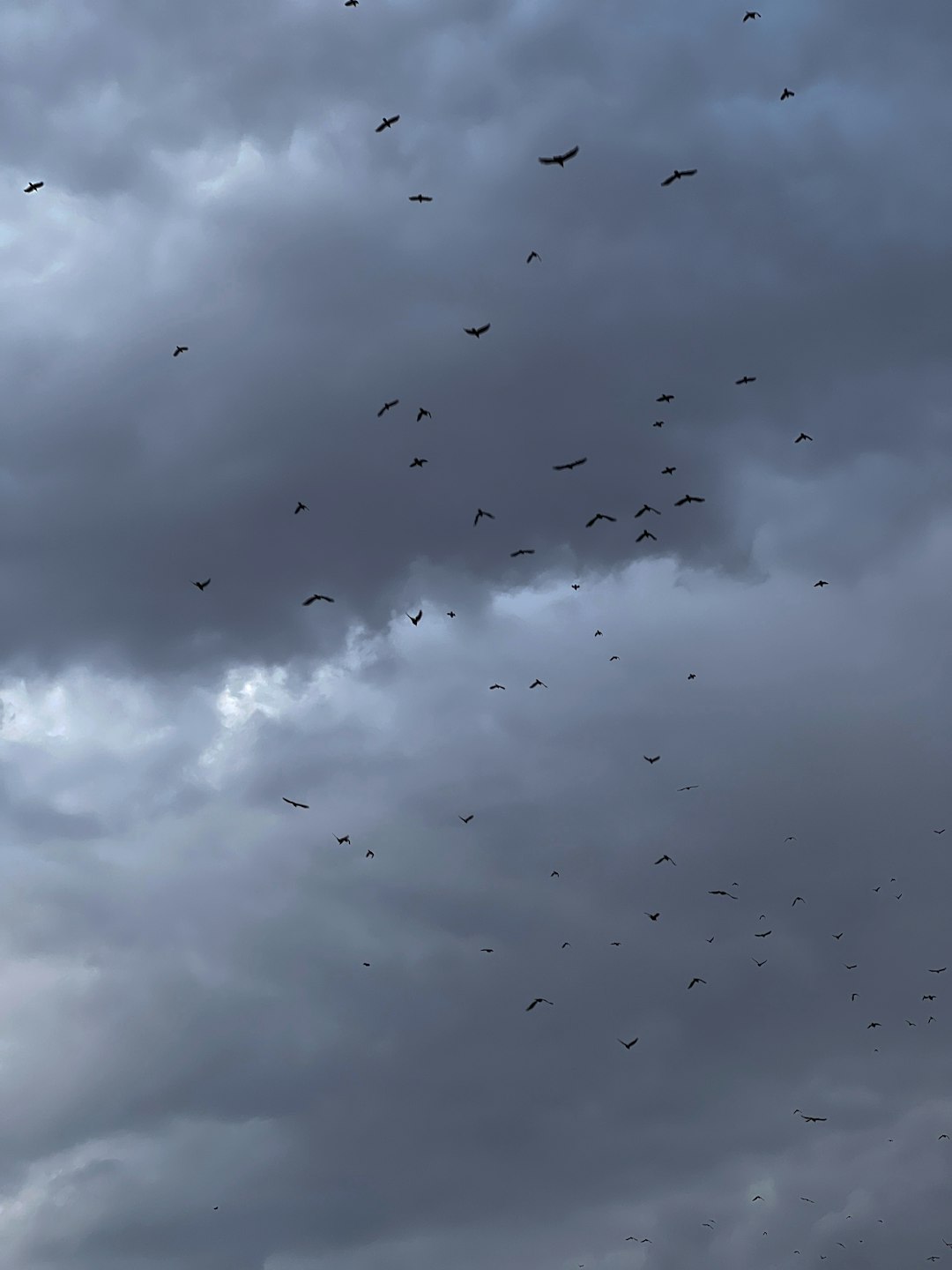 Predators, Panics, and Physics (Image Credits: Unsplash)