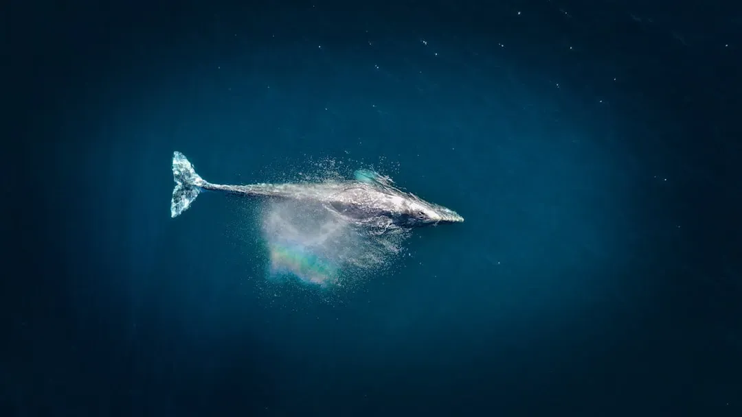 Gray Whale (Eastern North Pacific): A Coastal Comeback Story (Image Credits: Unsplash)
