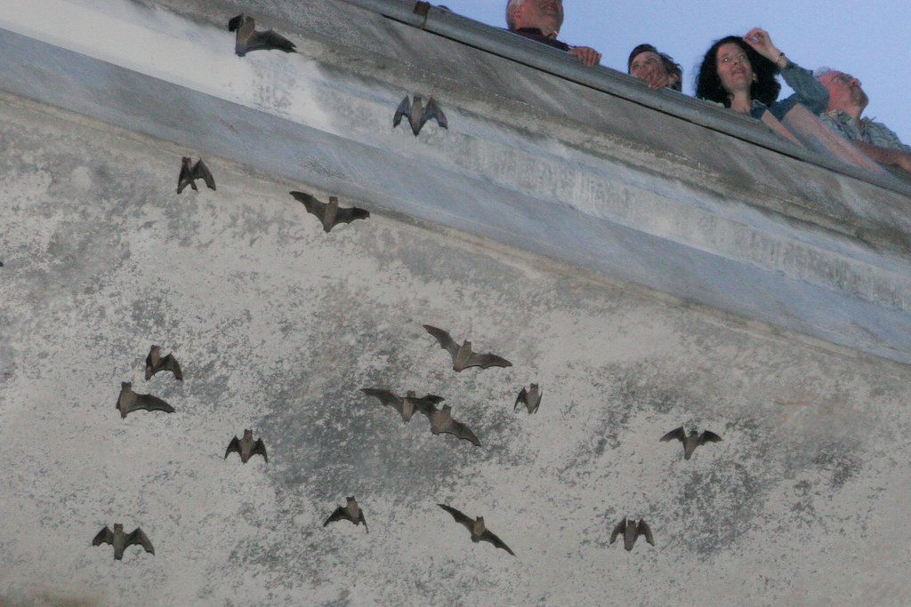 Congress Avenue Bridge: Austin's Urban Marvel (Image Credits: Flickr)