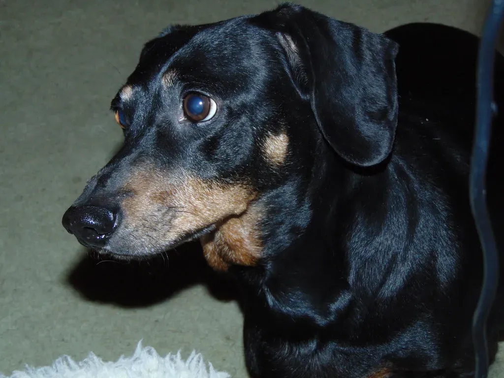 The Superpowers in Your Dog’s Nervous System (That You Don’t Have) (Tobyotter, Flickr, CC BY 2.0)