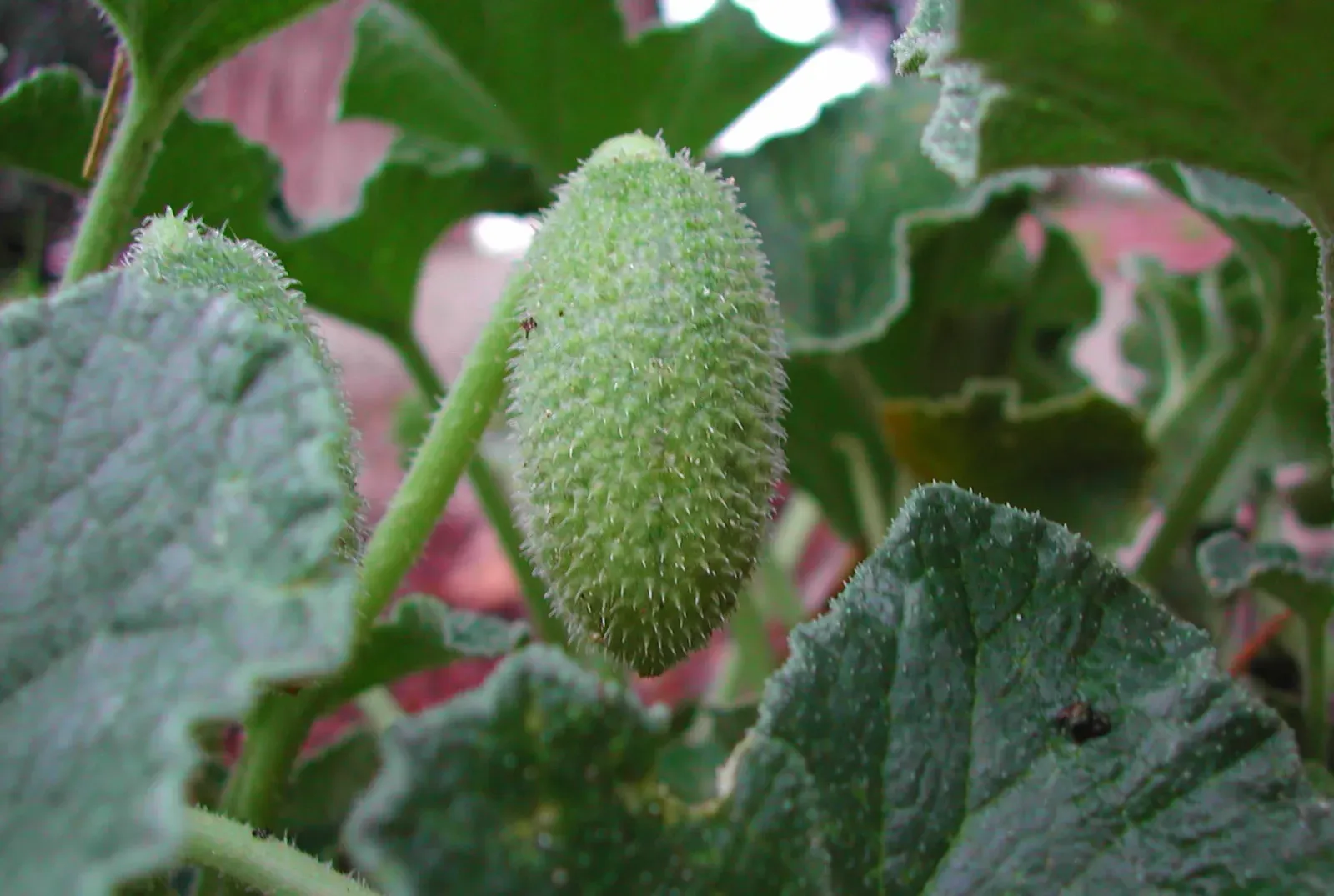 6. Exploding Cucumber: A Seed Pod That Fires Like a Biological Grenade (By Chixoy, CC BY-SA 3.0)