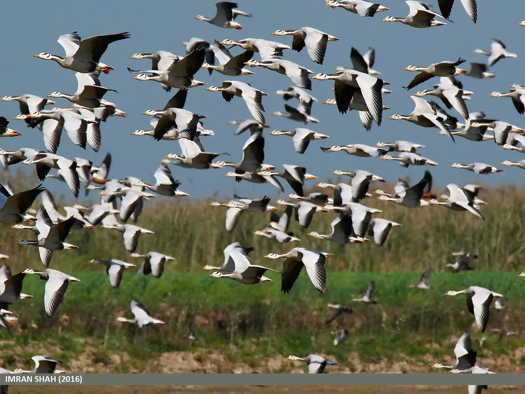 Bar-Headed Geese Fly Higher Than Mount Everest (Image Credits: Flickr)