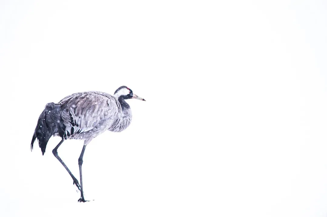 Modern Life, Old Lessons: What Crane Folklore Says About Relationships Today (Image Credits: Unsplash)