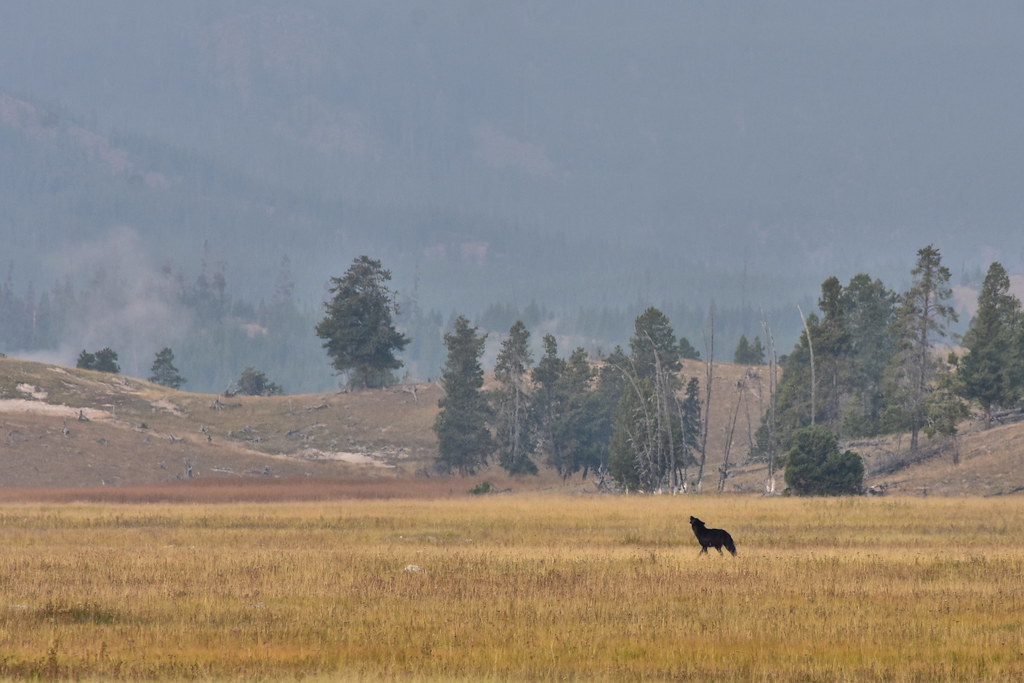 Ecosystem Hysteresis and Alternative Stable States (Image Credits: Flickr)