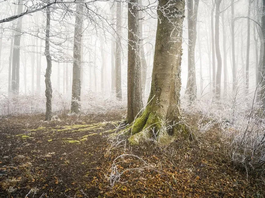 #2 - Root Growth Quietly Ramps Up While Everything Above Ground Slows Down (Image Credits: Pexels)