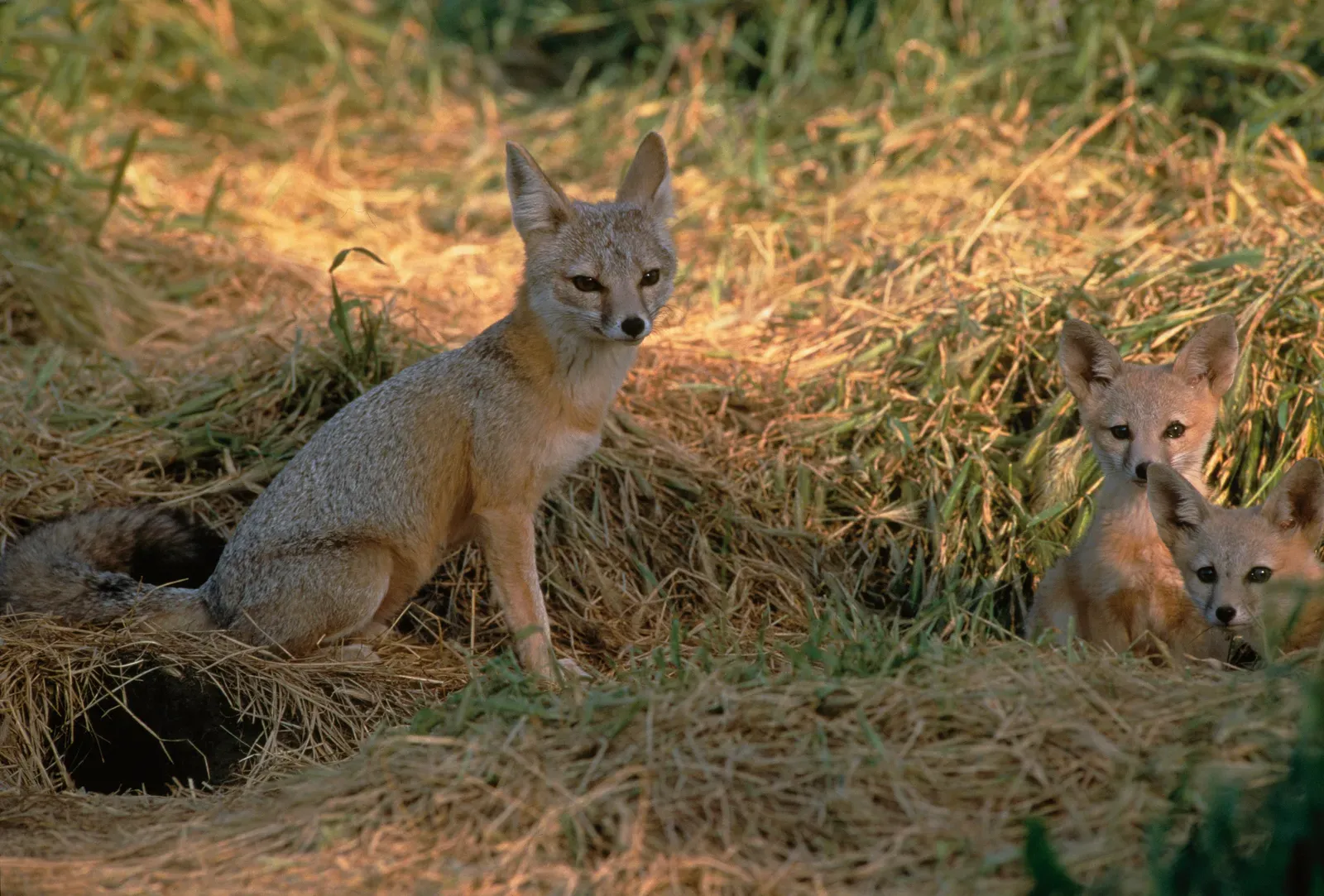 San Joaquin Kit Fox (Image Credits: Wikimedia)