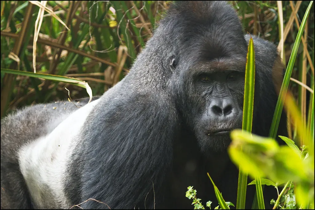 #12 - The Grauer's Gorilla: Congo's Forgotten Giant (jpmckenna - Not dealing with my Photo Backlog Well, Flickr, CC BY 2.0)