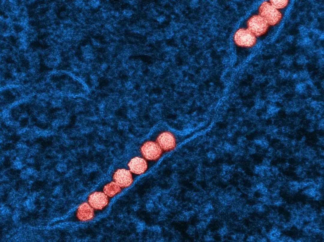 Lipid Worlds and Protocells: When Bubbles Became Something More (Image Credits: Unsplash)