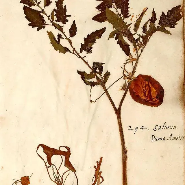 #3 Split Plant Specimens in Herbaria (Naturalis Biodiversity Center, CC BY-SA 3.0)