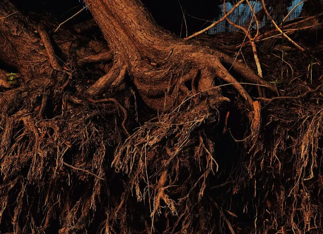 Root Exudates: Invisible Messages in the Soil (Image Credits: Unsplash)