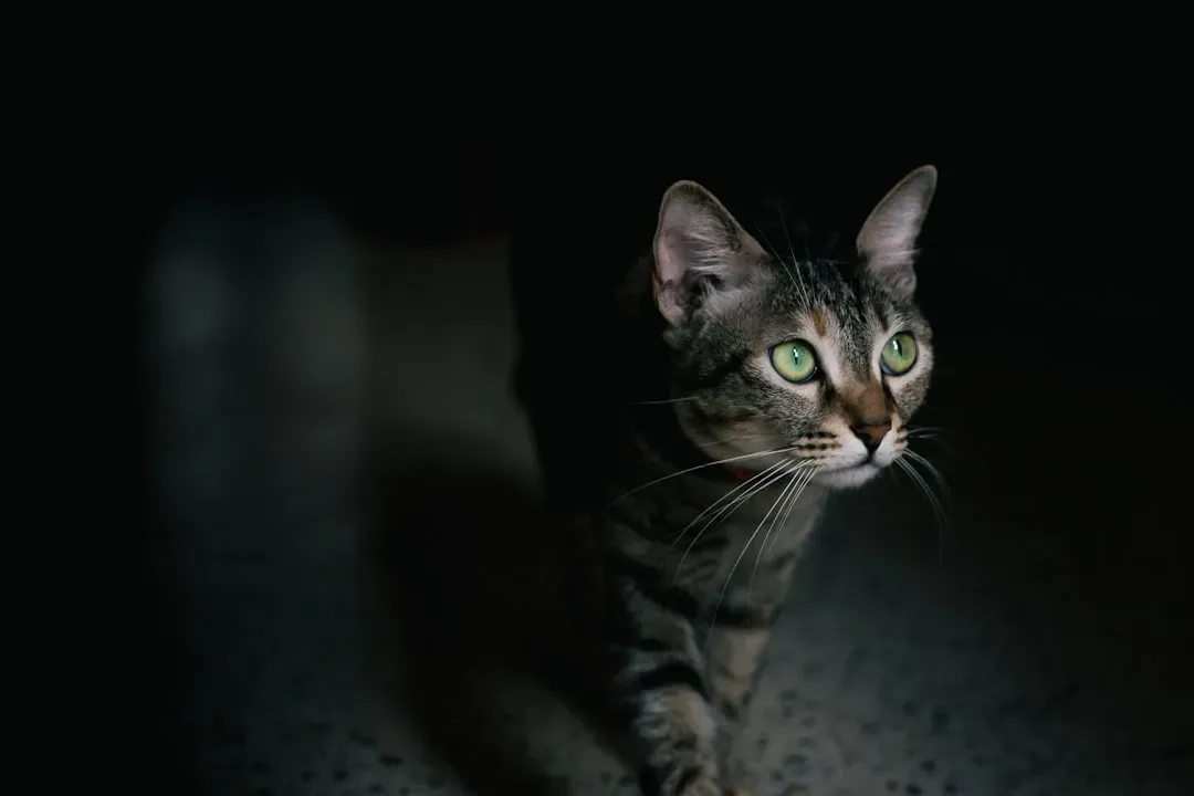 Night Vision Tradeoffs: When Seeing in the Dark Means Losing Some Color (Image Credits: Unsplash)
