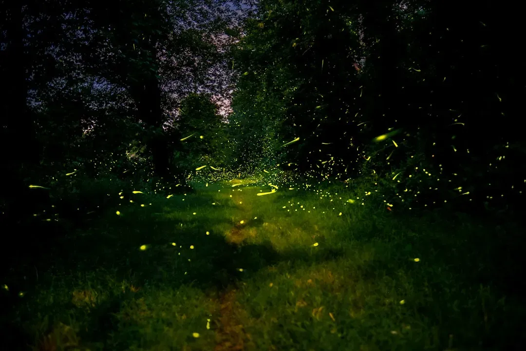 6. Fireflies: Flashing Light Codes for Love and Deception (Image Credits: Unsplash)