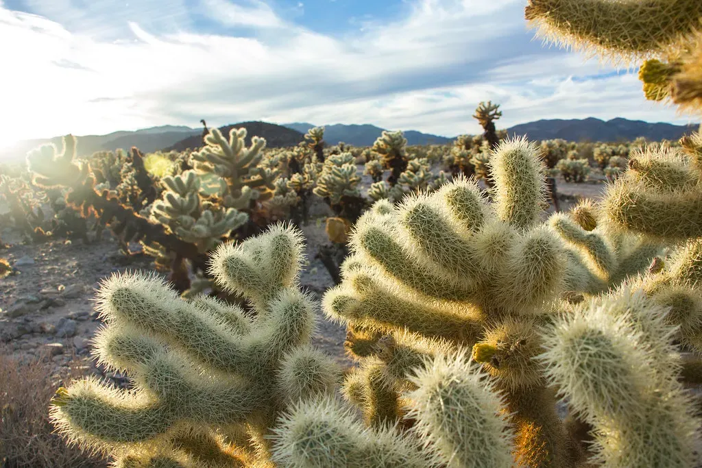 1. Storing Water Like Living Reservoirs in the Desert (Image Credits: Flickr)
