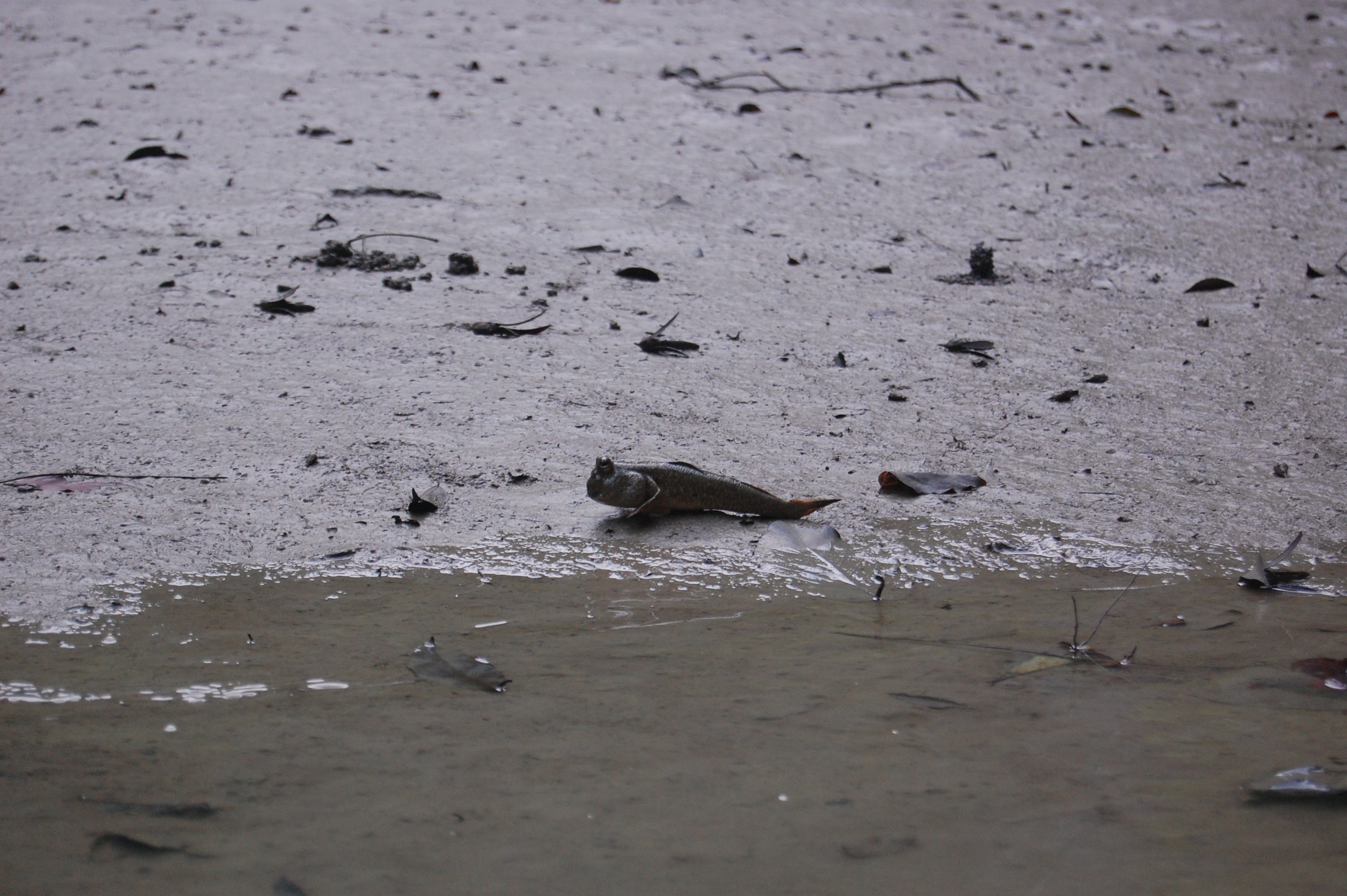 Case Studies From the Field (Image Credits: Wikimedia)