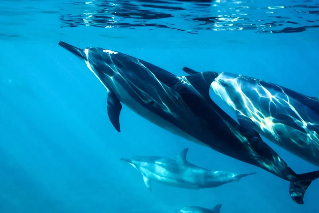 #6 - Injury Rehab: The Pod That Slows Down for One of Its Own (Image Credits: Unsplash)