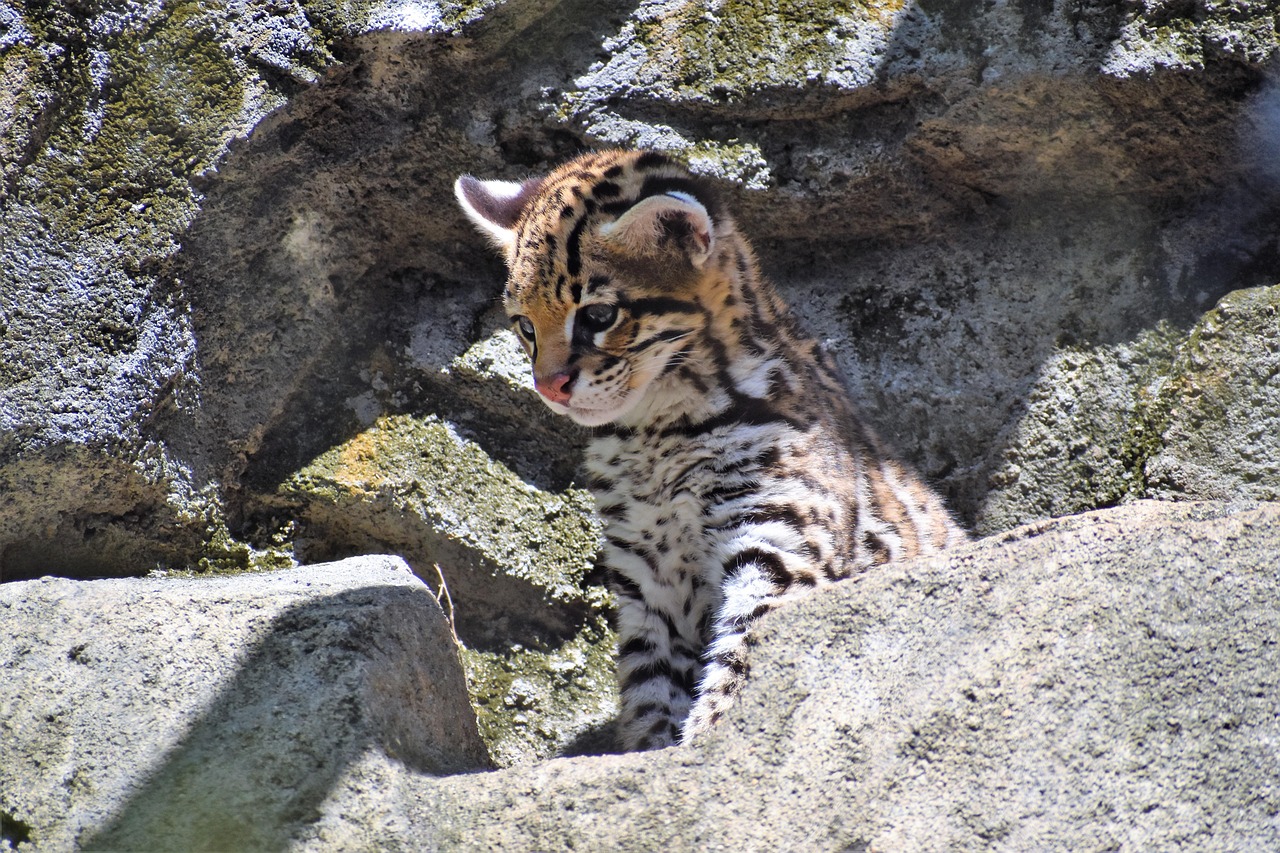 A Revolutionary Breeding Facility Takes Shape (Image Credits: Pixabay)
