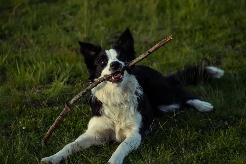 Aries (March 21 – April 19): Border Collie – The Driven Dynamo (Image Credits: Pexels)