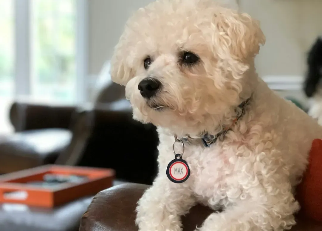 Leo (July 23 – August 22) vs. The Shy, Easily Overwhelmed Wallflowers (Image Credits: Unsplash)