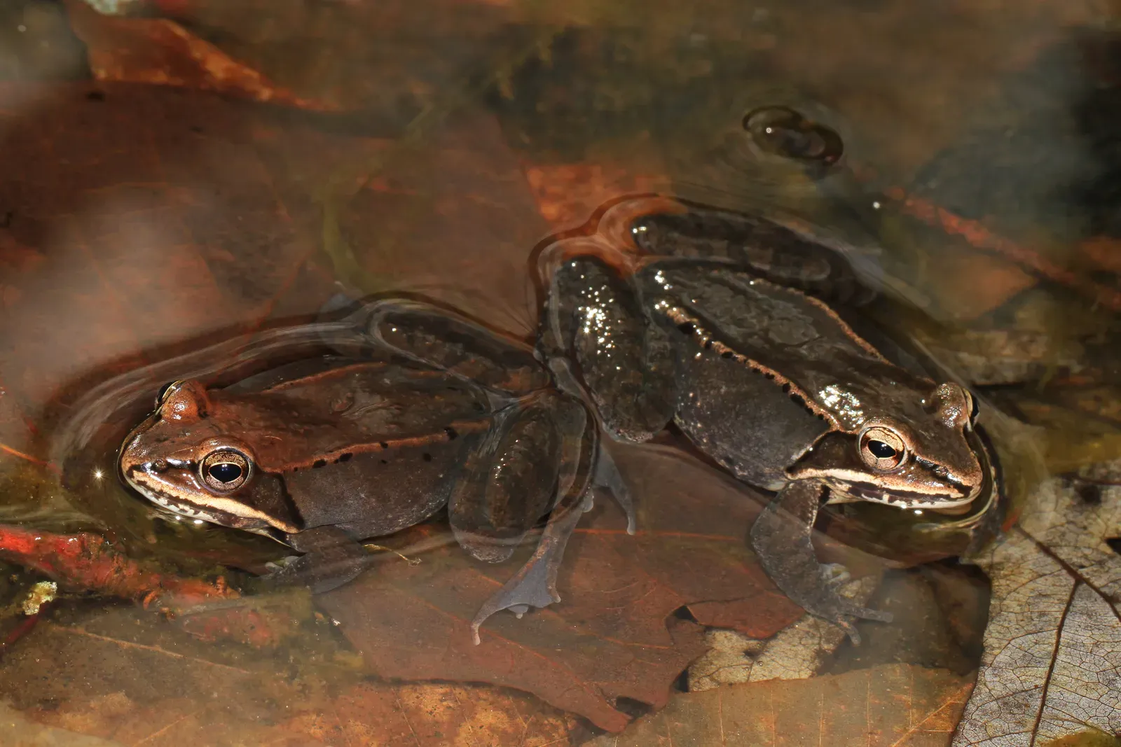 #8 - The Wood Frog That Freezes Solid North of the Arctic Circle (Wood Frog - Lithobates sylvaticus, Lake Accotink Park, Springfield, Virginia, CC BY 2.0)