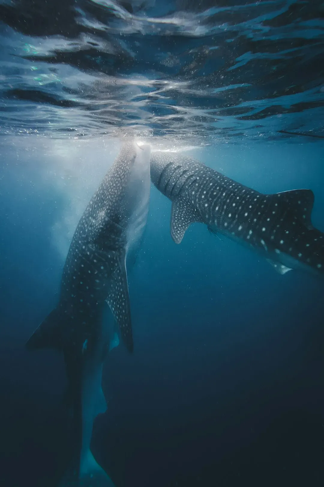 9. The Places They Gather Are Dynamic Plankton Buffets, Not Random Spots (Image Credits: Unsplash)