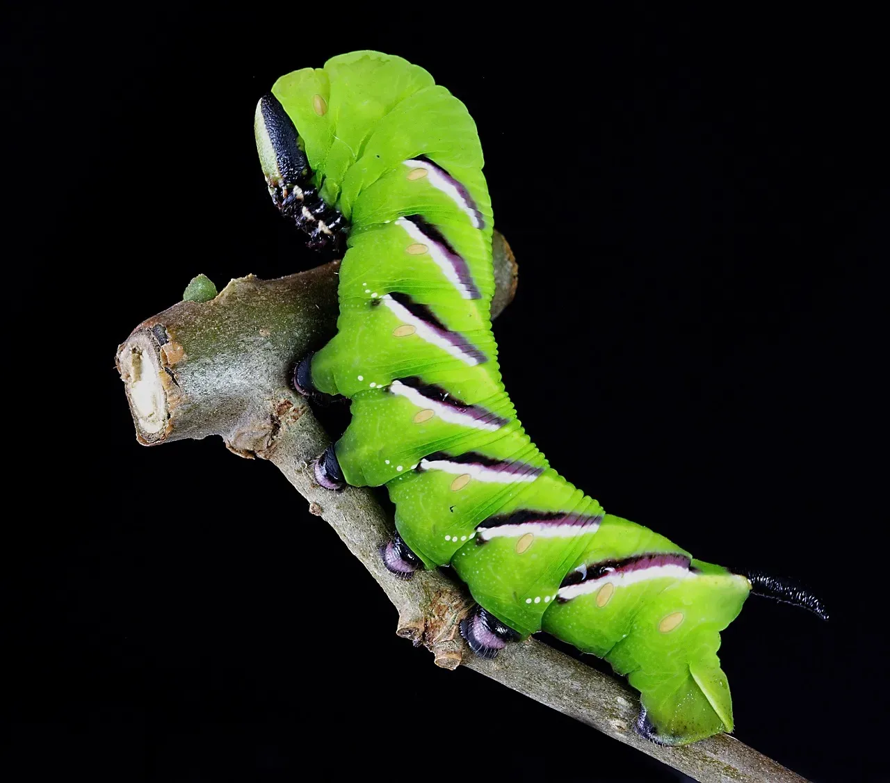 Caterpillars Wearing the Bodies of Their Victims (Image Credits: Pixabay)