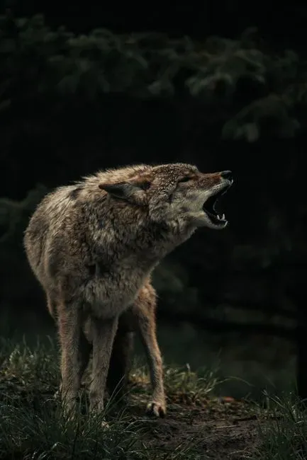 3. Hearing Coyotes Often Is A Sign Of A Rich Food Web Around You (Image Credits: Pexels)