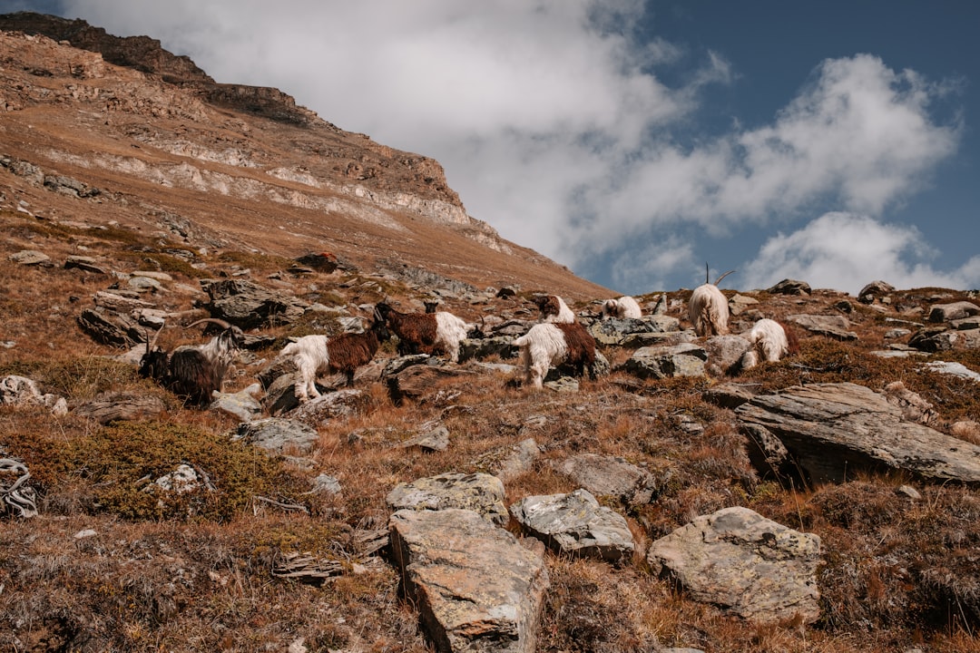 Capricorn: The Structured Territorial System (Image Credits: Unsplash)