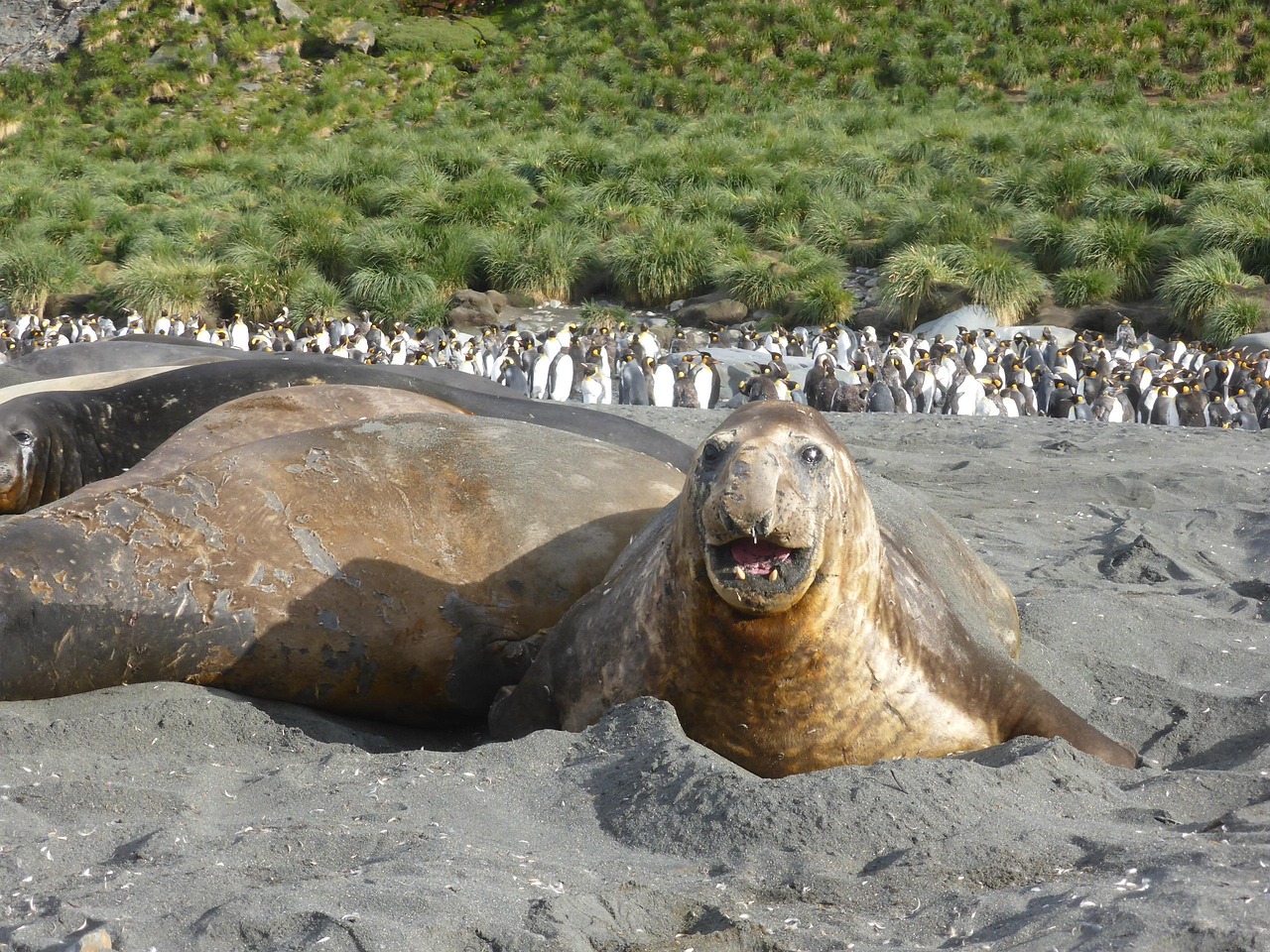 From the Brink of Extinction (Image Credits: Pixabay)
