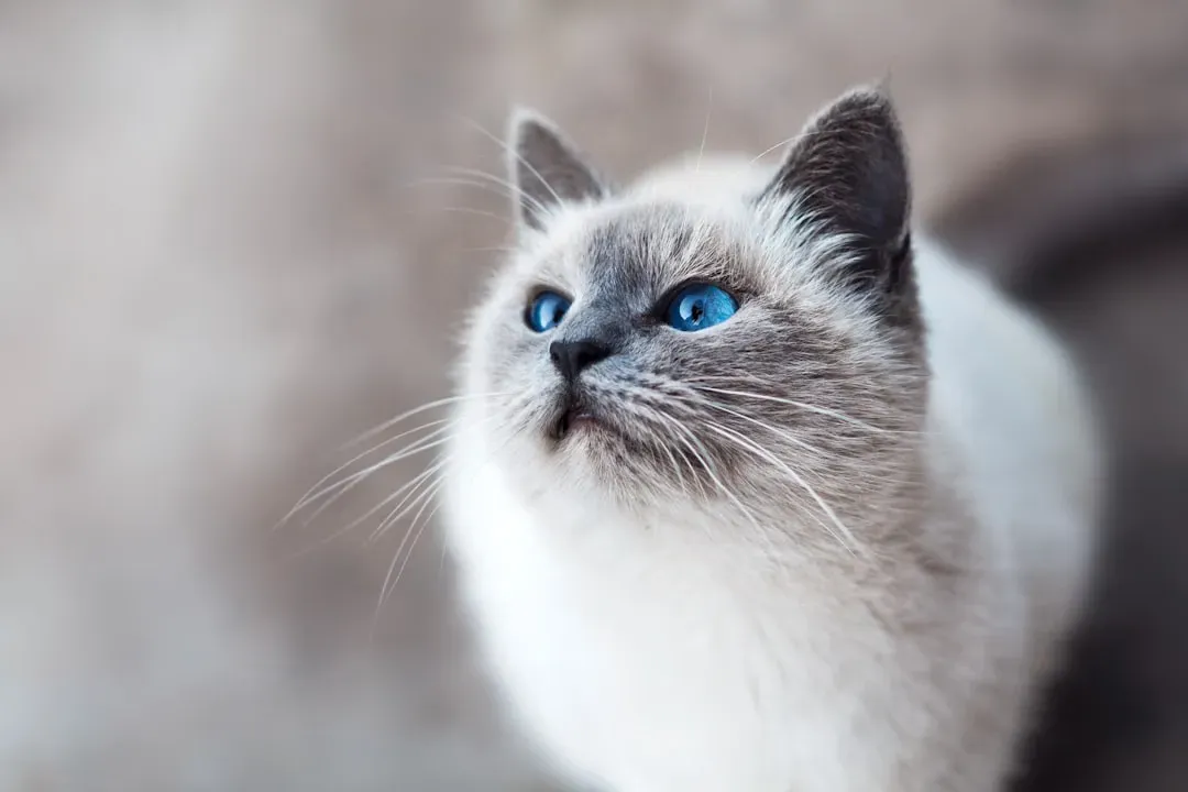 The Hidden World Inside Your Cat’s Mind (Image Credits: Unsplash)