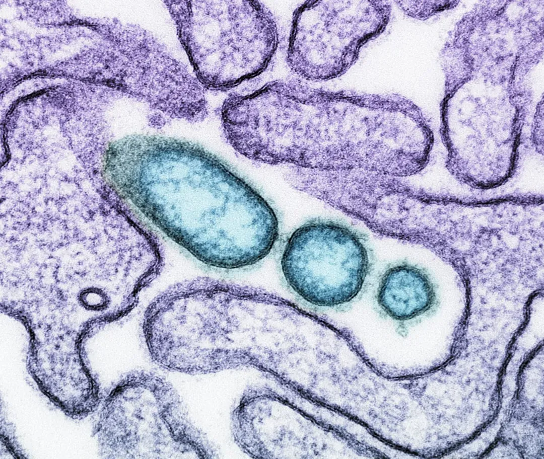 Cooperation at the Cellular Level: The Rise of Complex Cells (Image Credits: Unsplash)