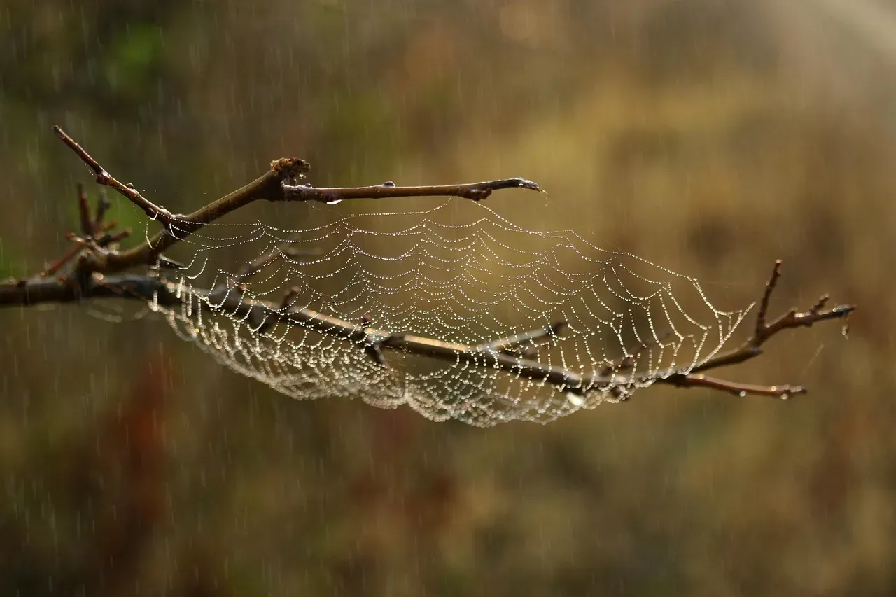 8. Spiders Strumming Webs Like Silent Guitars (Image Credits: Pixabay)
