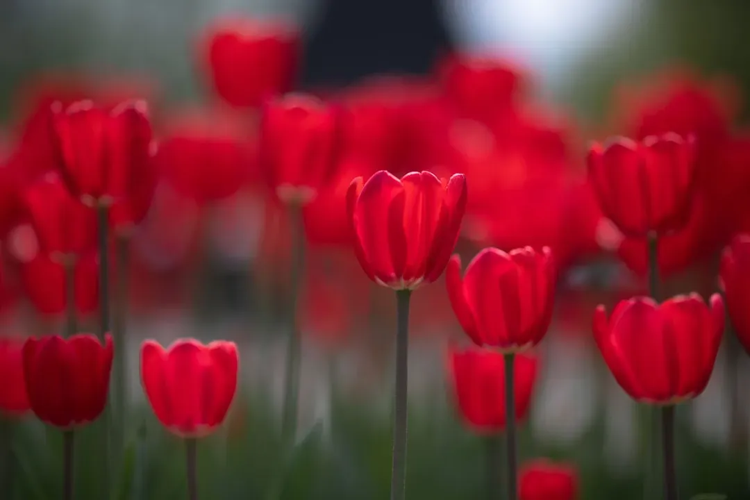 Aries – Red Tulip: Brave, Direct, And Ready To Bloom (Image Credits: Unsplash)