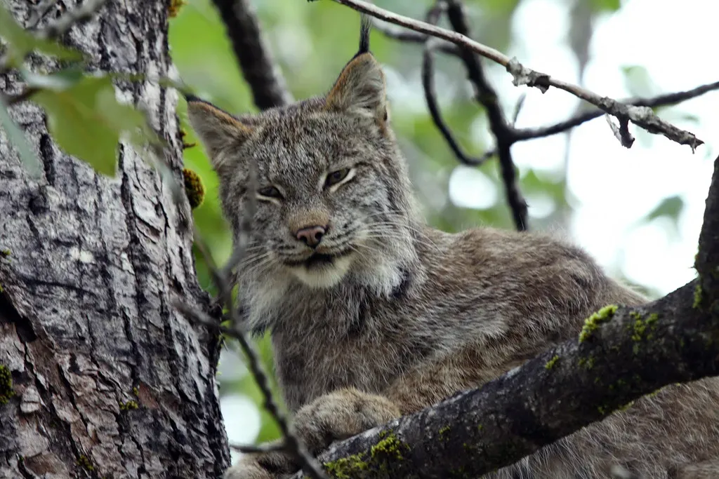Leo: The Lynx - A Mirror of Quiet Confidence and Hidden Power (Forest Service Alaska Region, USDA, Flickr, CC BY 2.0)