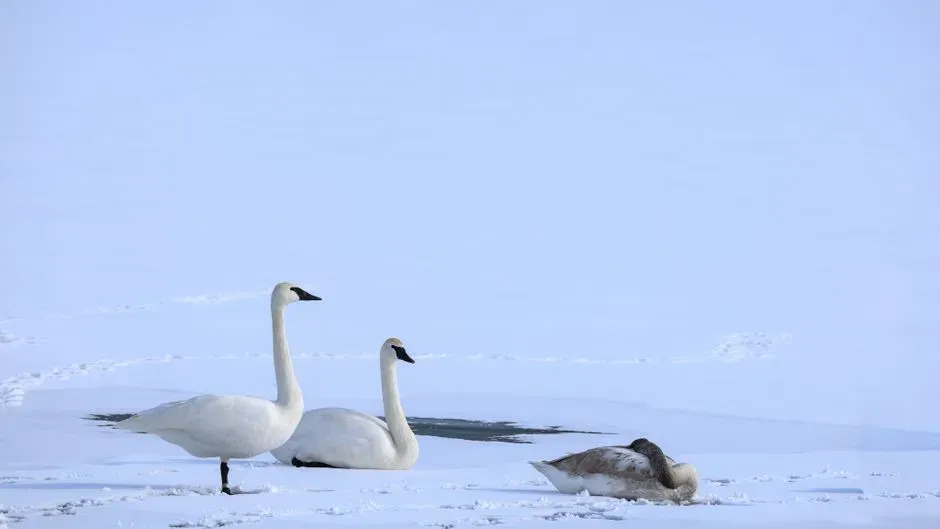 Pisces – You Are the Trumpeter Swan in Winter Waters (Image Credits: Pexels)