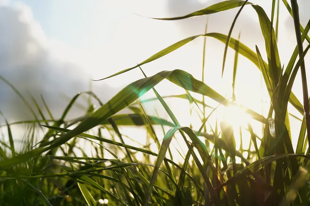 Plant Personality and Collective Behavior: More Than We Ever Expected (yarenlen, Flickr, CC BY 2.0)