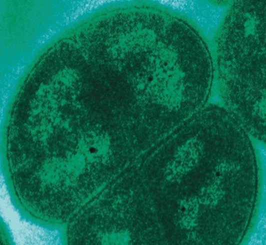 Medical Frontiers: What We Can Borrow (Image Credits: Wikimedia)