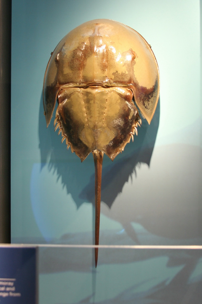Horseshoe Crab (Limulus polyphemus) (Image Credits: Wikimedia)