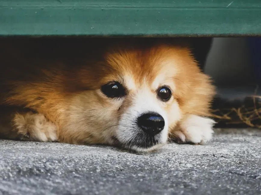 The Surprising Power of Your Dog’s Fear Memories (Image Credits: Pexels)