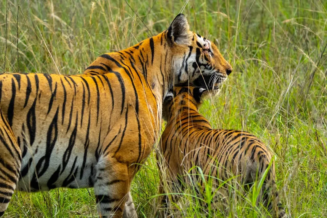 Family Bonds: Mothers, Cubs, and Young Adults (Image Credits: Unsplash)