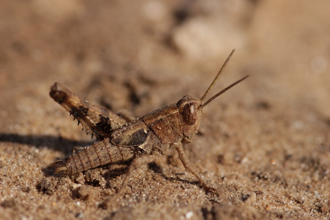 Desert Locusts and Their Swarm Intelligence (Image Credits: Unsplash)