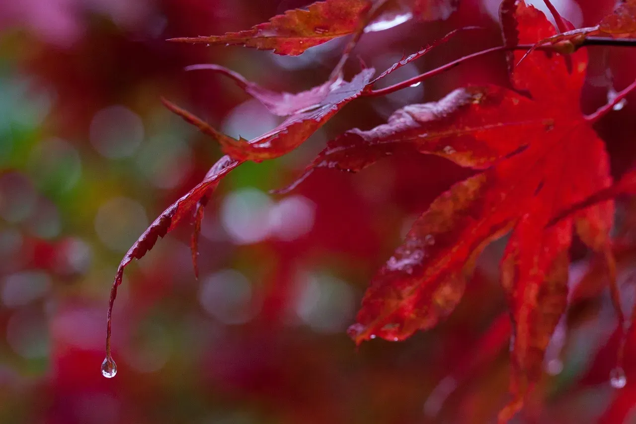 #5 - Leaves Flood With Red and Purple Pigment as a Chemical Shield (Image Credits: Pixabay)