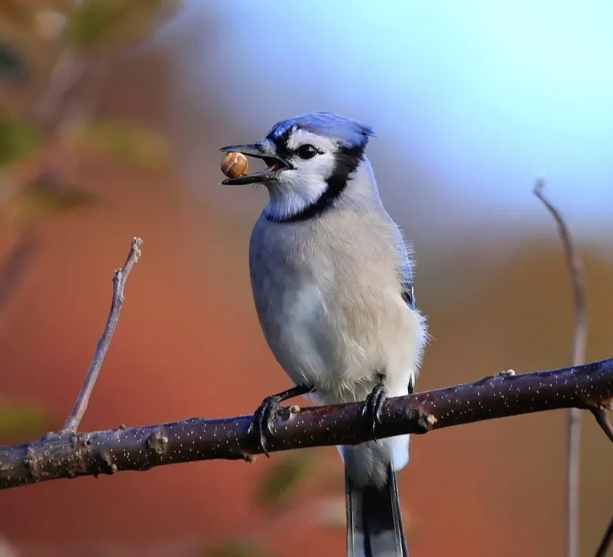 The Surprising Partnership Between Blue Jays and Oak Trees (Image Credits: Pixabay)