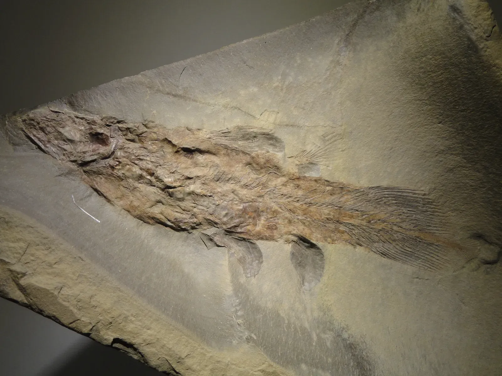 #6 - The Bear Gulch Limestone (USA): Carboniferous Fish That Already Look Startlingly Modern (By Daderot, CC0)